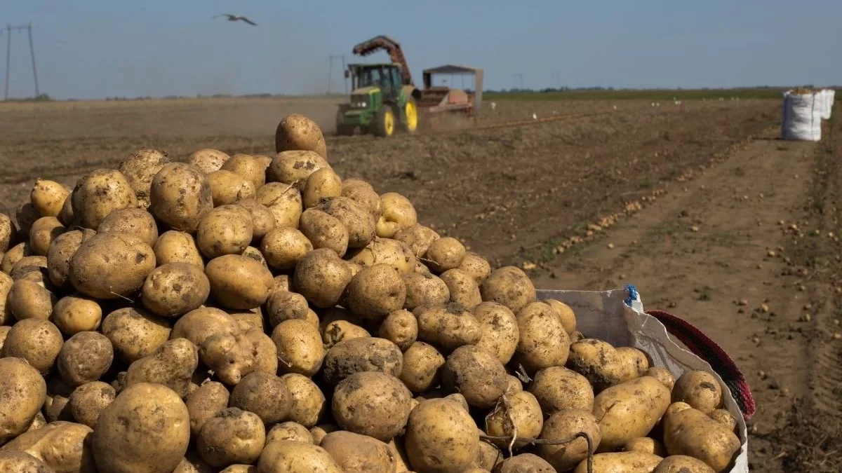 Tradition trifft Technologie:  Kartoffelernte früher und heute im Vergleich